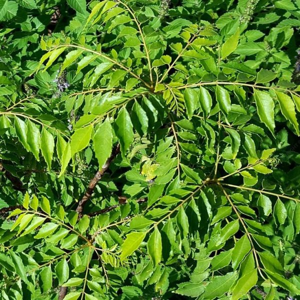 Curry Leaves